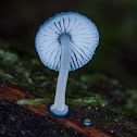 Pixie parasol