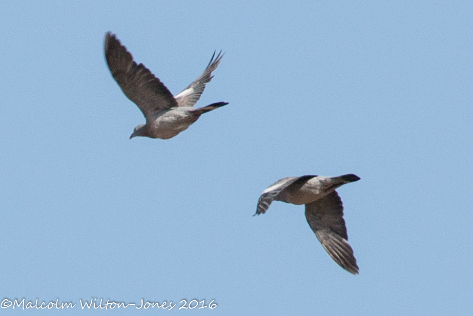 Woodpigeon; Paloma Torcaz