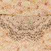 Large spotted wave moth