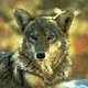 Wolf - New Tab in HD