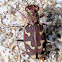 Northern dune tiger beetle