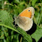 Small Heath