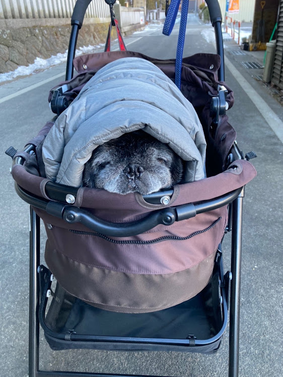 ランドクルーザープラドの犬チューン・迷走チューン・パグ・何チューンか分からん🤣に関するカスタム事例の投稿画像5枚目