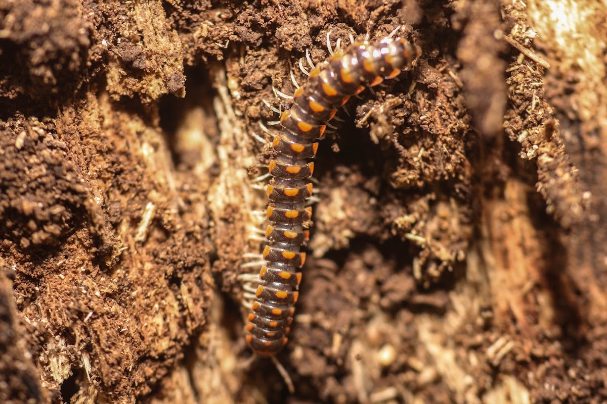 Flat-backed Millipede