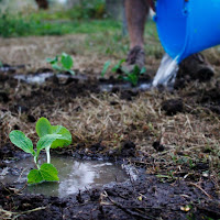 Lavoro in campagna  di 