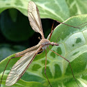 Crane fly (Diptera, family Tipulidae)