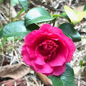 Camellia