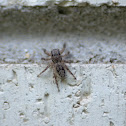 Jumping Spider