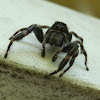 Ludicra Jumping Spider-male