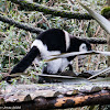 White-belted Ruffed Lemur