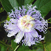 Purple Passion Flower