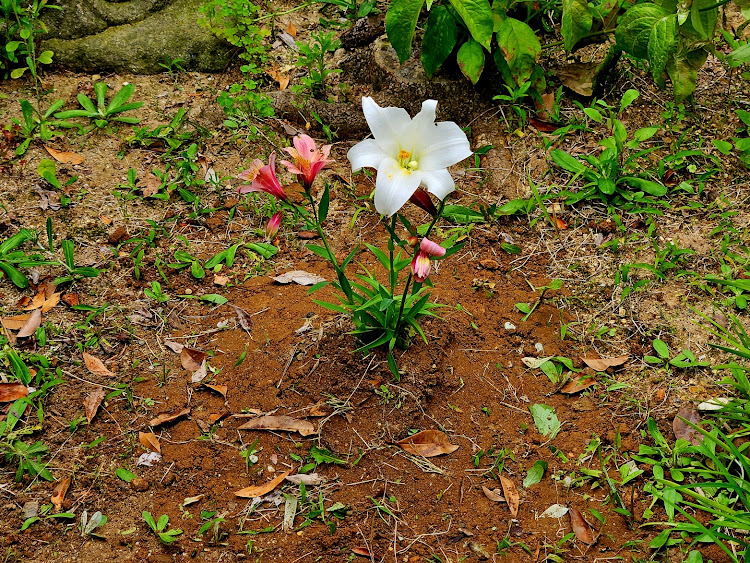 RX-7の昌樹さんが投稿したカスタム事例の投稿画像7枚目