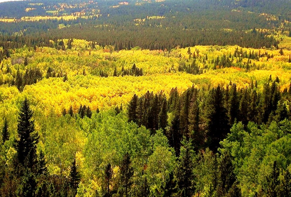 Pando, o gigante tremulo