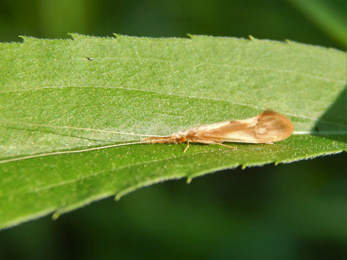 Long-horned Caddisfly