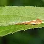 Long-horned Caddisfly