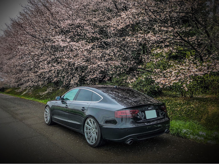 A5 スポーツバックの桜・シャコタン・天気悪い・映ない・アウディに関するカスタム事例の投稿画像2枚目