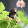 Common Indian Crow