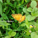 Variegated Fritillary