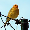 Canário-da-terra (Yellow finch)