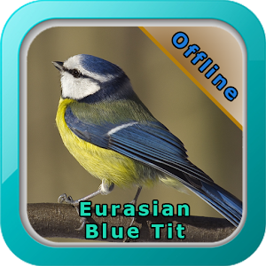 Download Chirping Eurasian Blue Tit For PC Windows and Mac