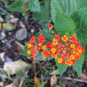 Lantana