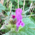 Henbit dead-nettle