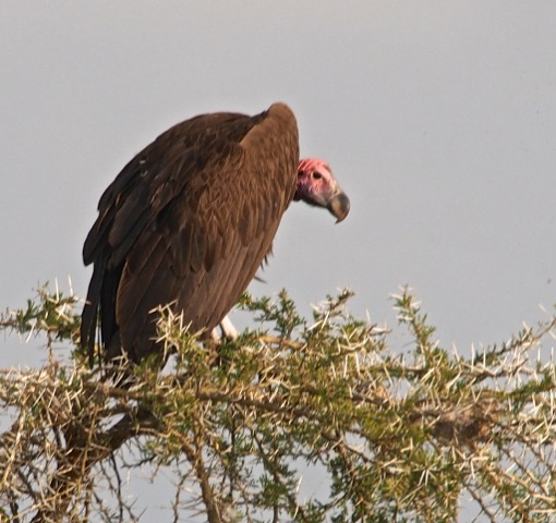 Lappet-faced Vulture