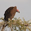 Lappet-faced Vulture