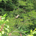 Common waxbill