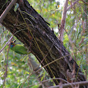 五色鳥 (Taiwan Barbet)