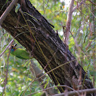 五色鳥 (Taiwan Barbet)