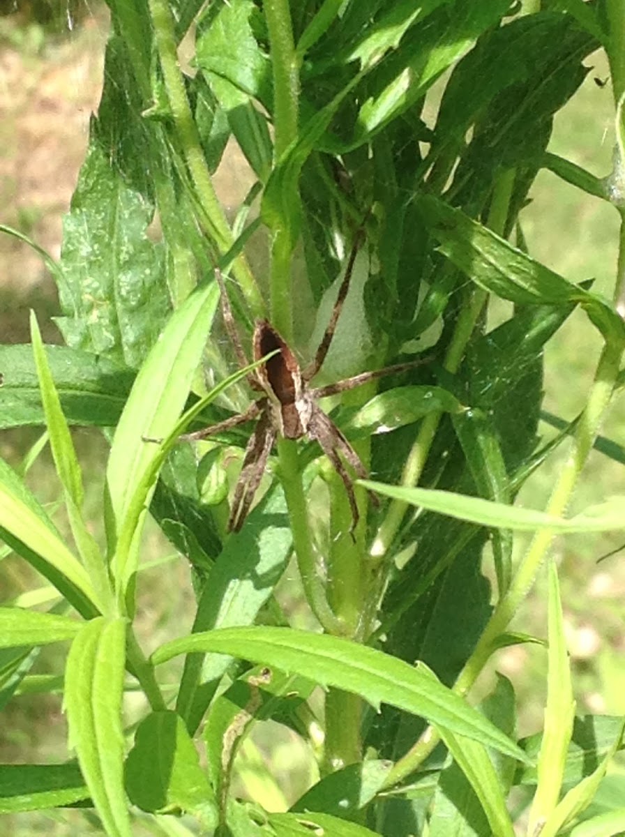 Nursery Web Spider