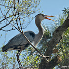 Great Blue Heron