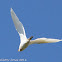 Cattle Egret; Garcilla Bueyera