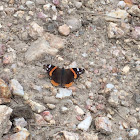 Red admiral