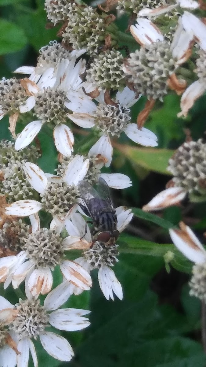 Flesh fly