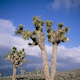 Joshua Tree National Park  Theme & New Tab