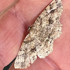 Geometer Moth