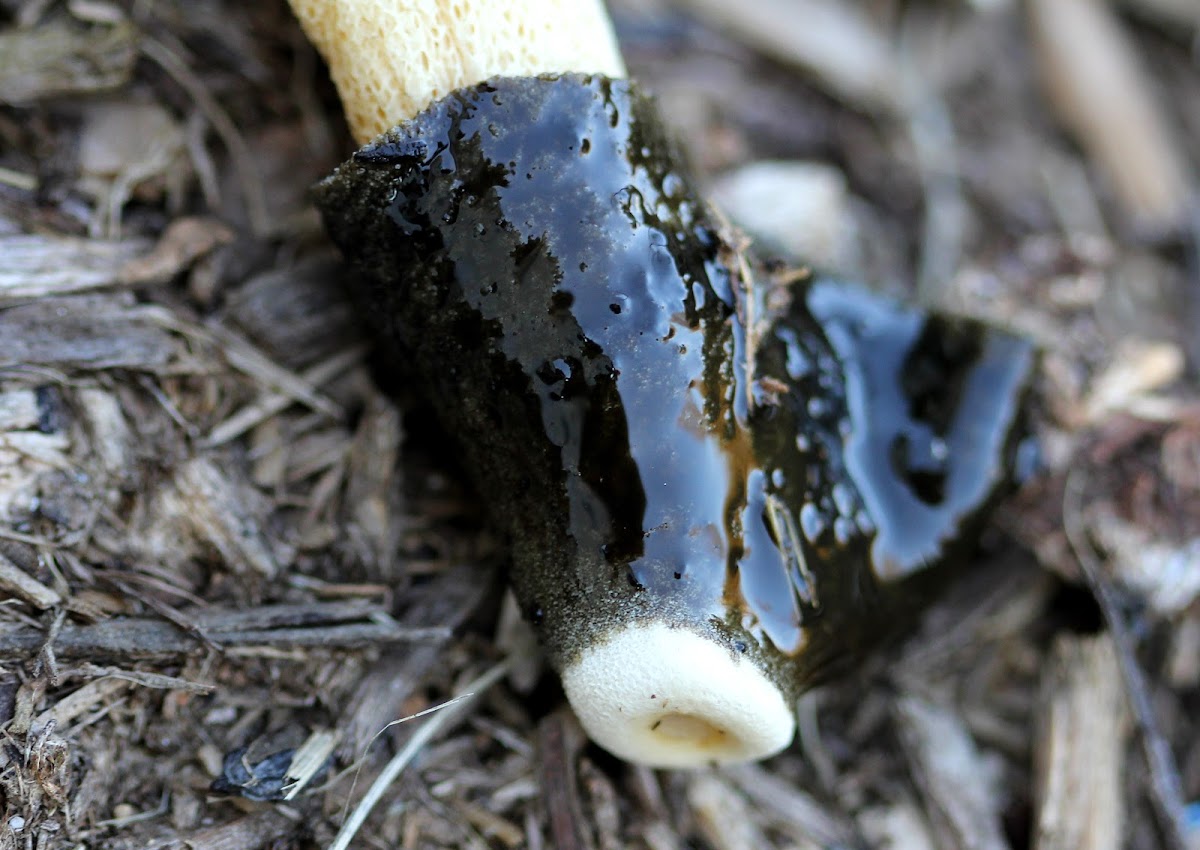 Ravenel's Stinkhorn