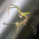 Green Crab Spider