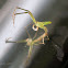 Green Crab Spider