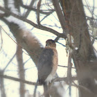 Cooper's Hawk