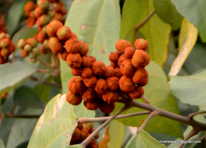 Kamala Tree, Monkey-face Tree