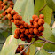 Kamala Tree, Monkey-face Tree