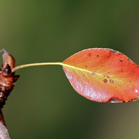 D'autunno di 