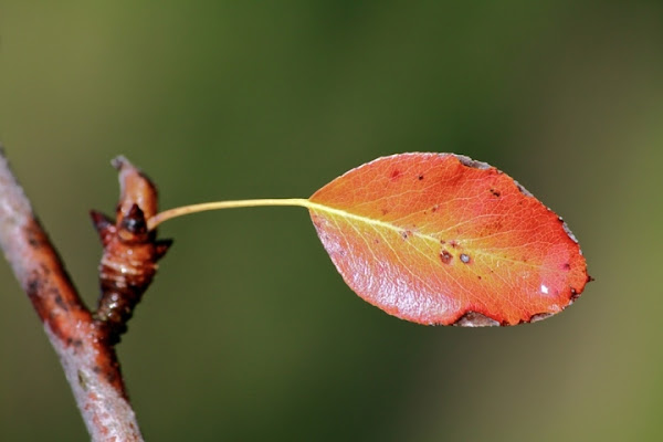 D'autunno di micmac