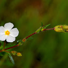 Montpelier cistus; Jaguarzo negro