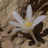 Tunicate colchicum