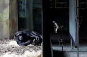 A chimpanzee rests in front of a giant screen inside its enclosure at Dvur Kralove Zoo, where a screen broadcasting fellow apes from Brno zoo has been installed as part of an enrichment project for chimpanzees amid zoo closures due to the coronavirus disease (Covid-19) pandemic, in Dvur Kralove nad Labem, Czech Republic, March 16, 2021.  