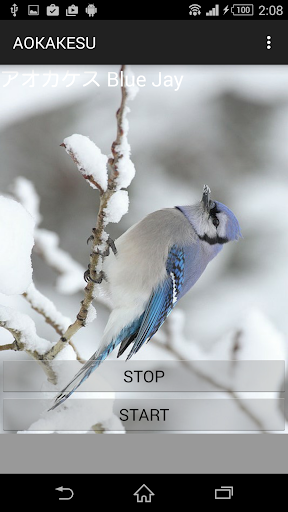 Cries of birds blue jay